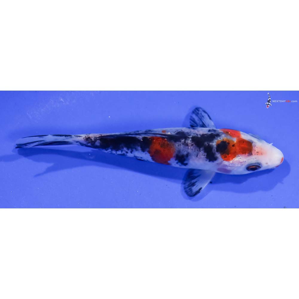 4.5” Imported Sanke