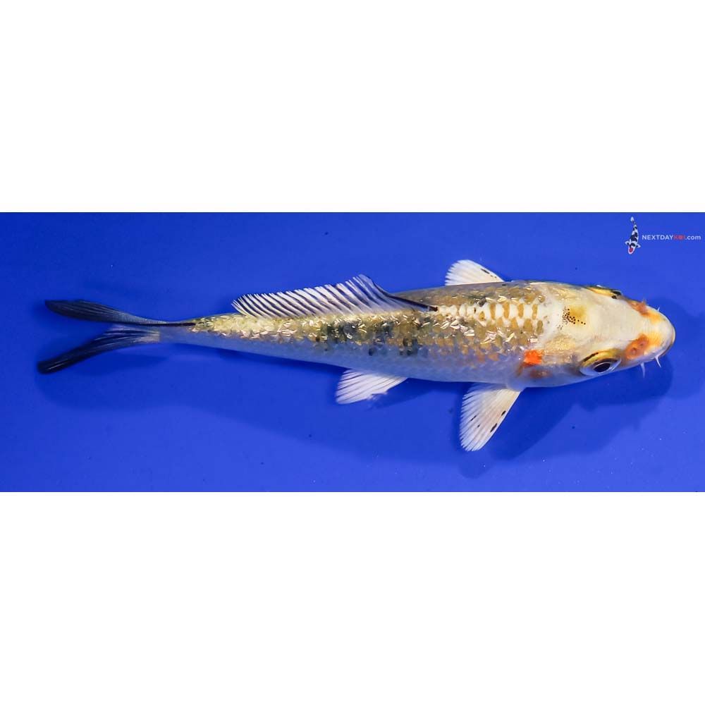 4.5” Imported Gin Rin Kin Ki Bekko