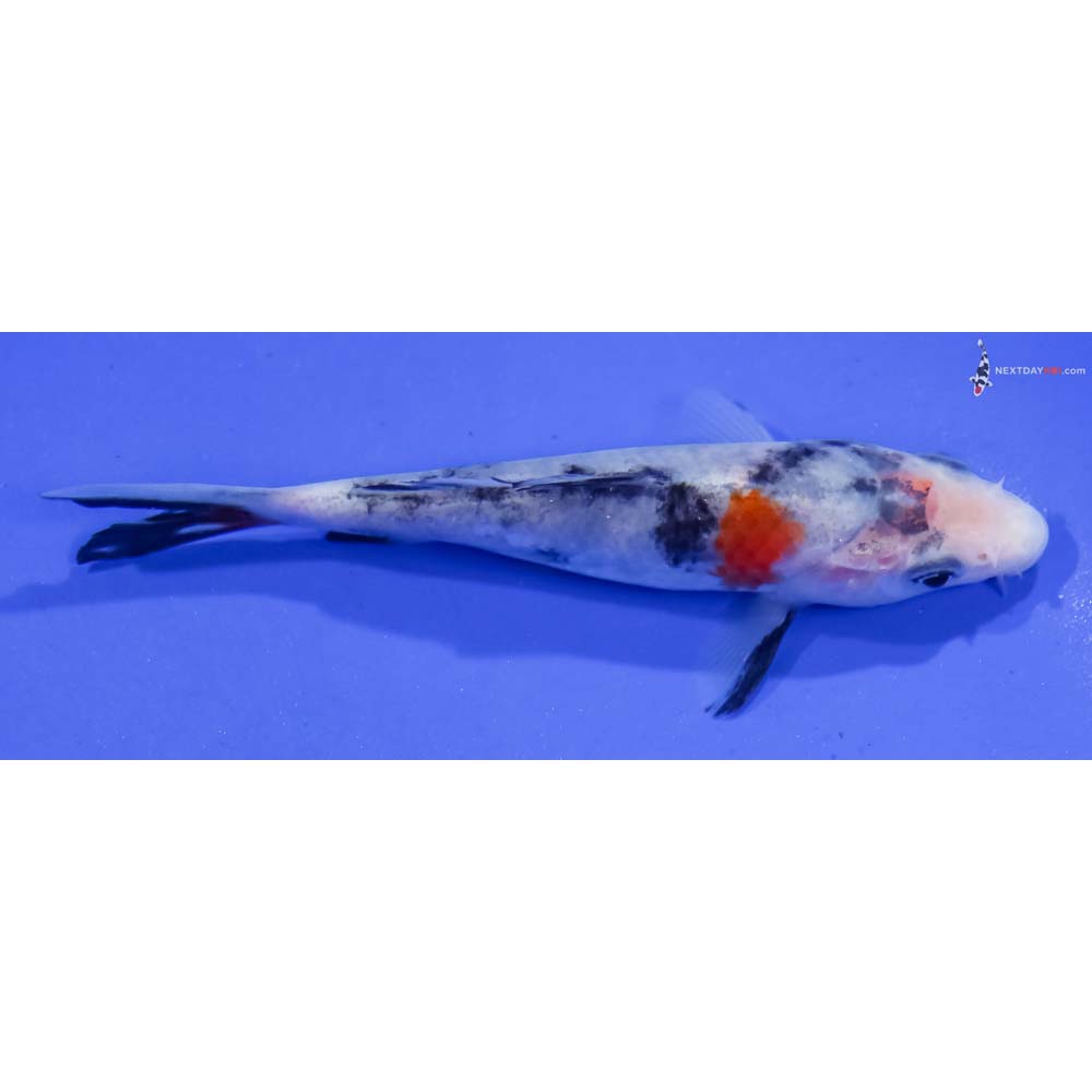 4.5” Imported Showa