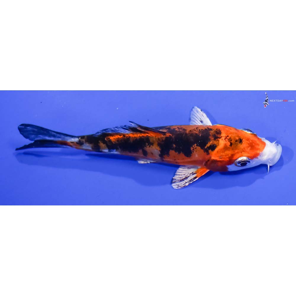 4” Imported Kin Kikokuryu