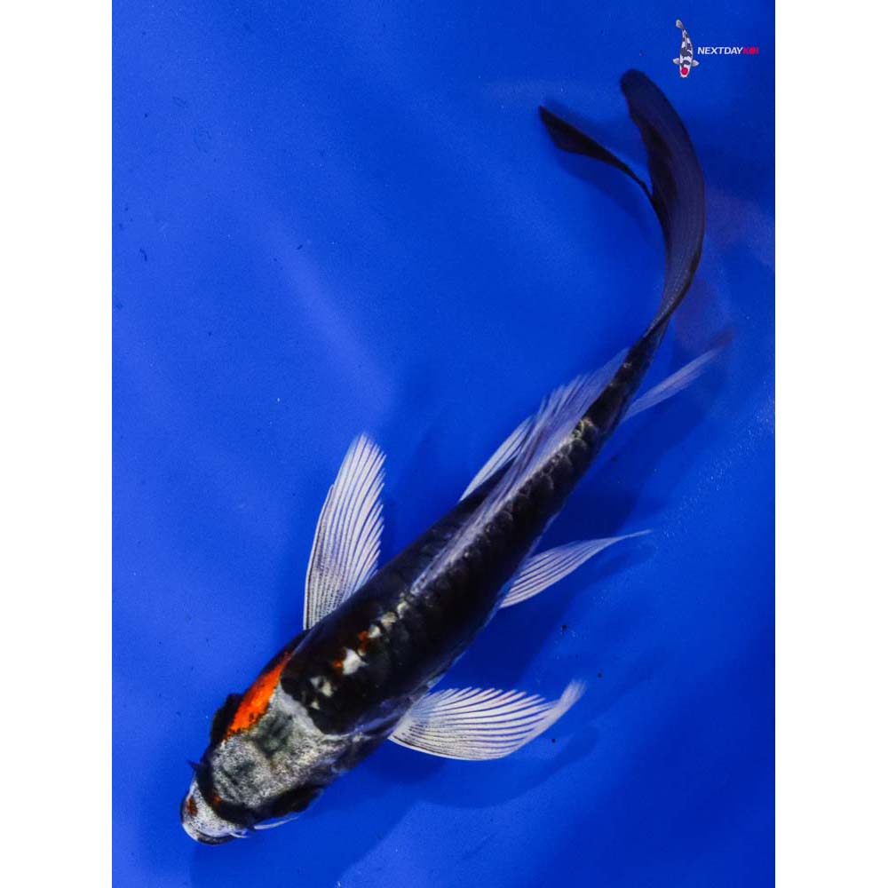 4” Imported Kin Kikokuryu Butterfly Koi