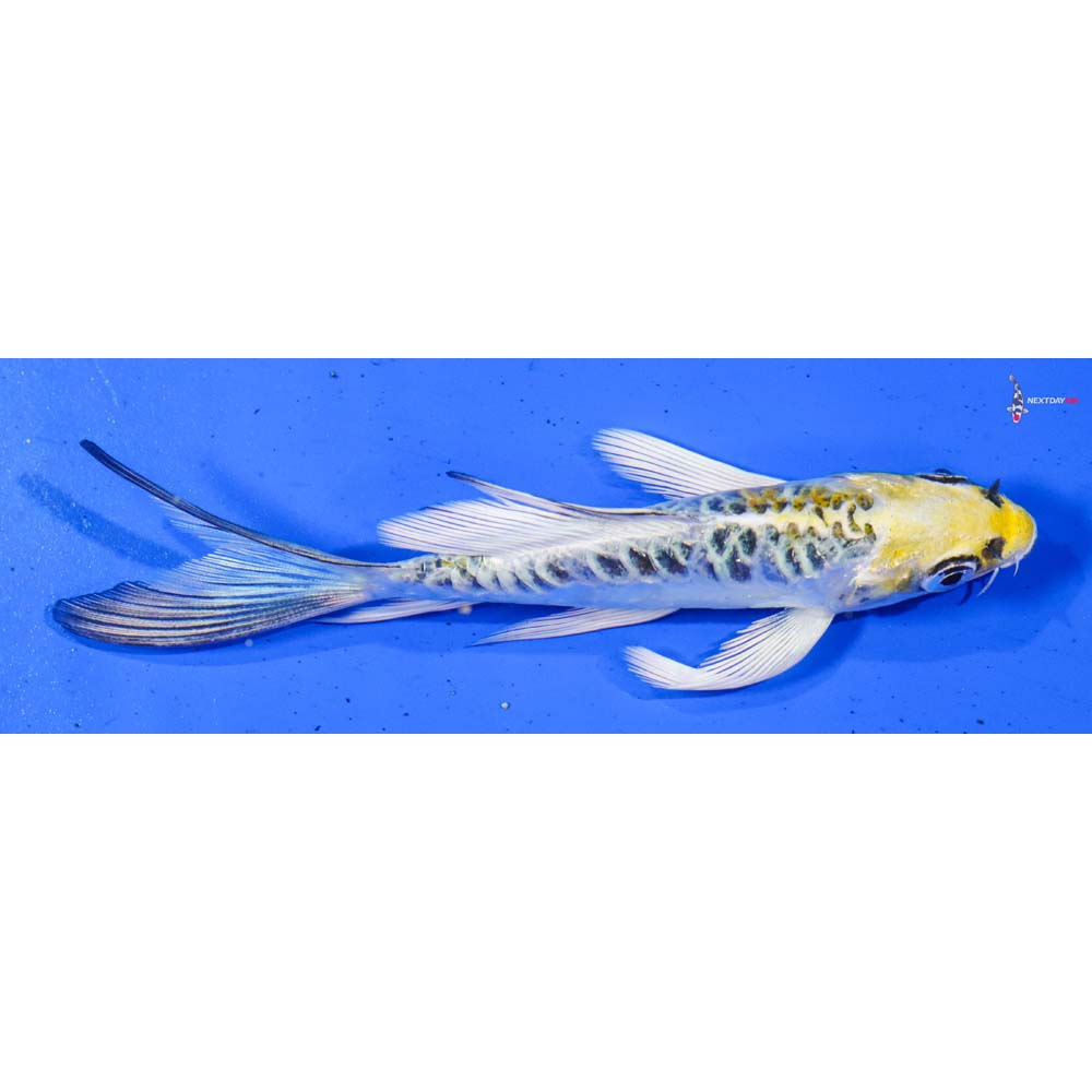 4.5” Imported Armor Scaled Kujaku Butterfly Koi