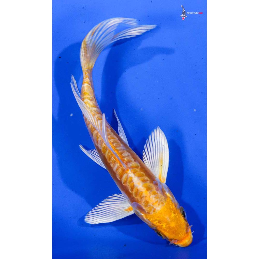 4.5” Imported Doitsu Lemon Hariwake Butterfly Koi
