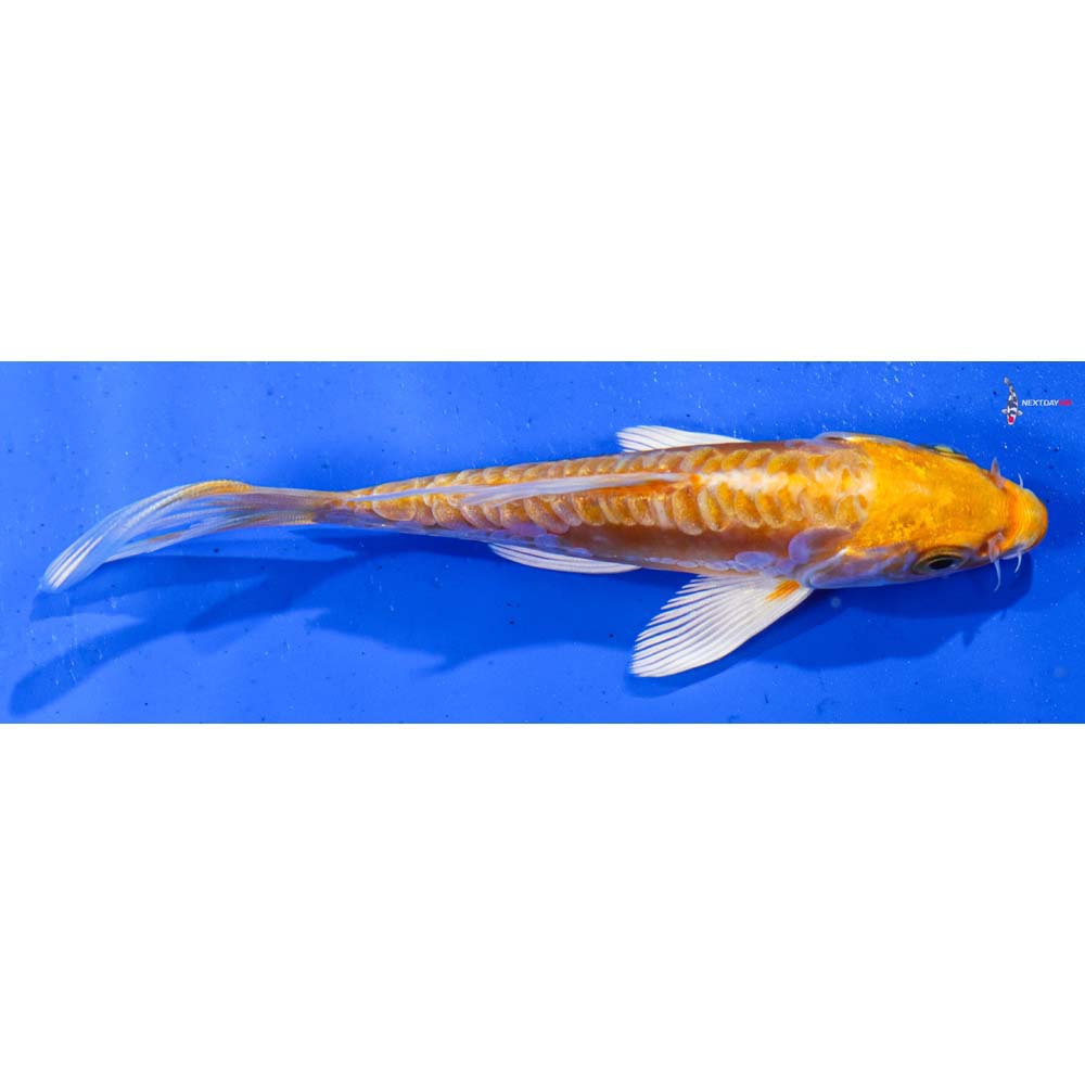 4.5” Imported Doitsu Lemon Hariwake Butterfly Koi