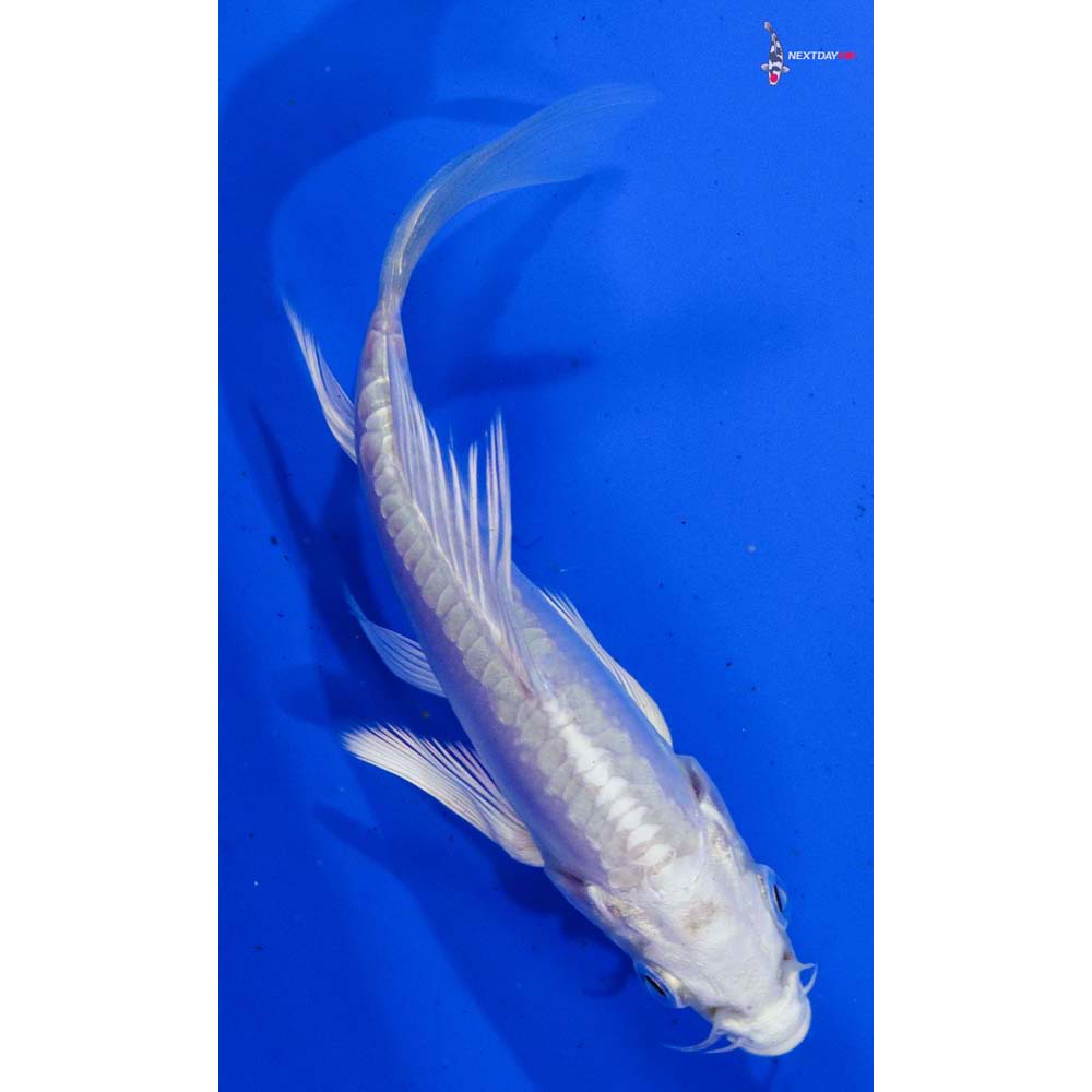 4.5” Imported Doitsu Platinum Ogon Butterfly Koi