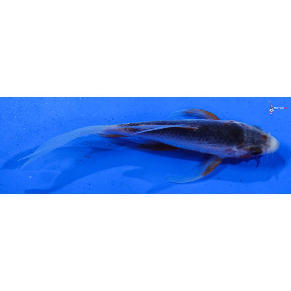 4.5” Imported Asagi Butterfly Koi