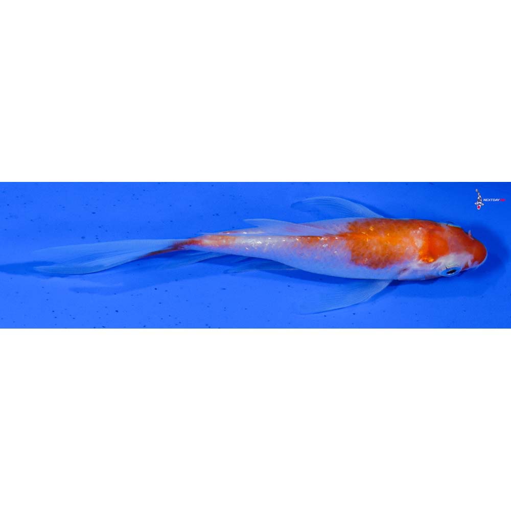 4” Imported Gin Rin Kohaku Butterfly Koi