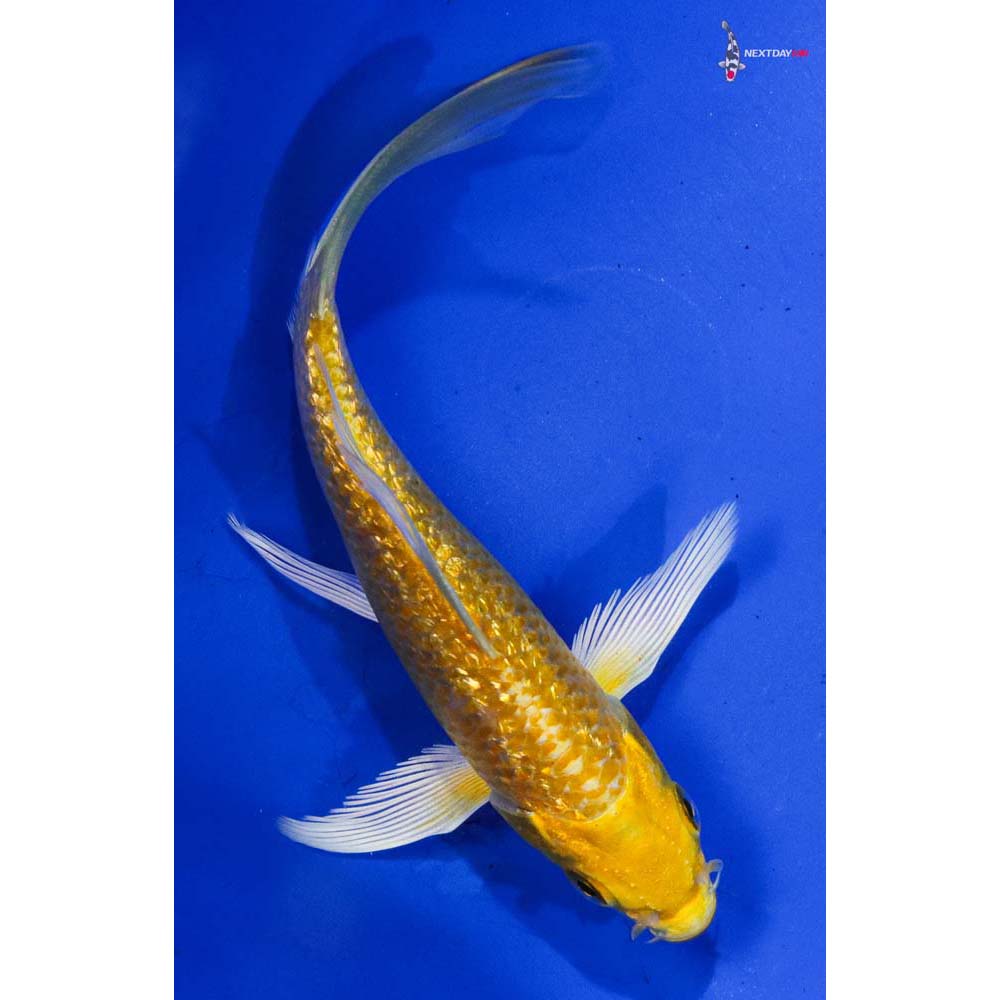 4.5” Imported Gin Rin Yamabuki Ogon Butterfly Koi