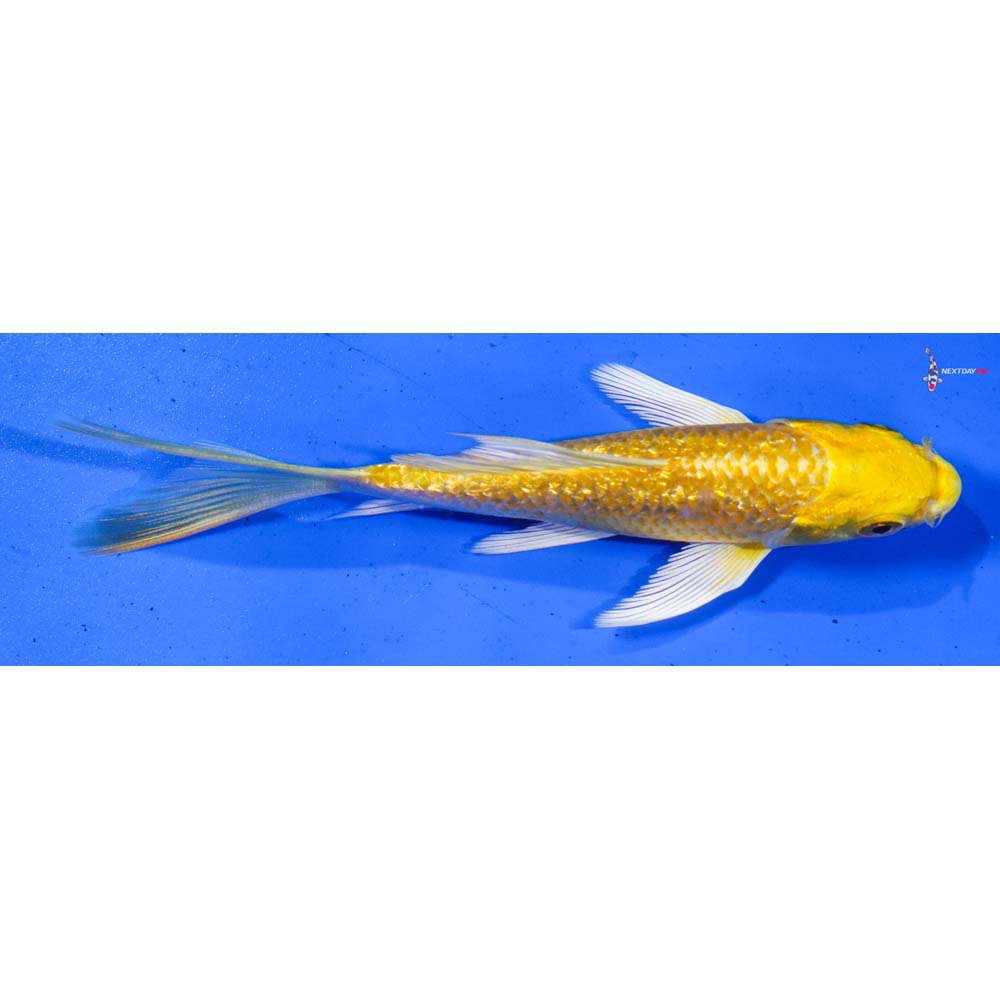 4.5” Imported Gin Rin Yamabuki Ogon Butterfly Koi