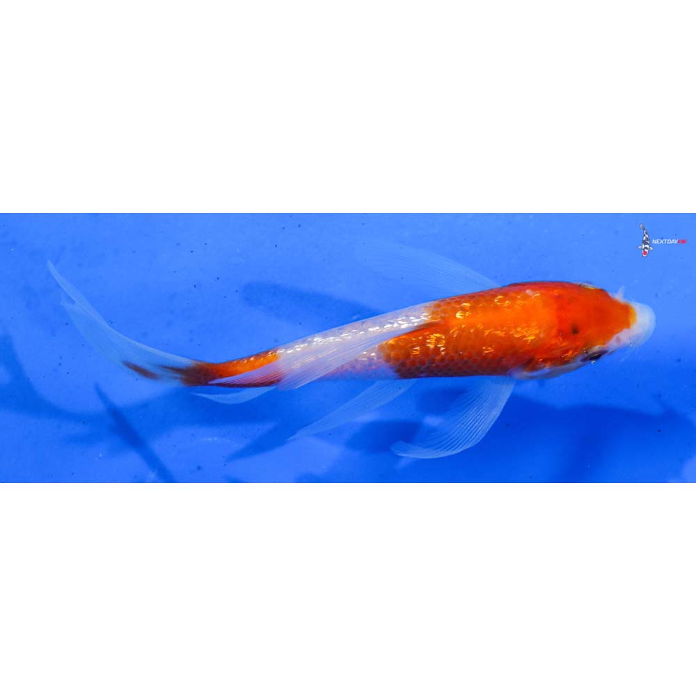 4.5” Imported Gin Rin Kohaku Butterfly Koi