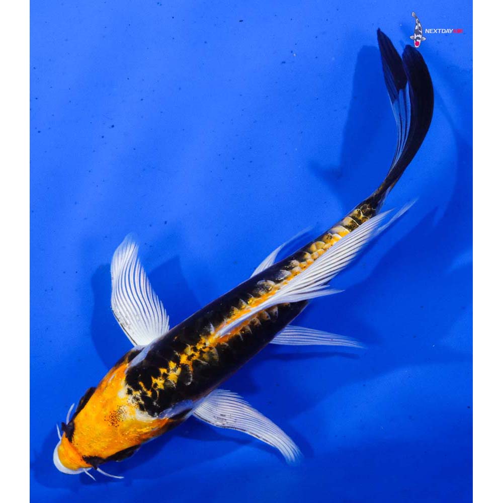 5” Imported Kin Kikokuryu Butterfly Koi