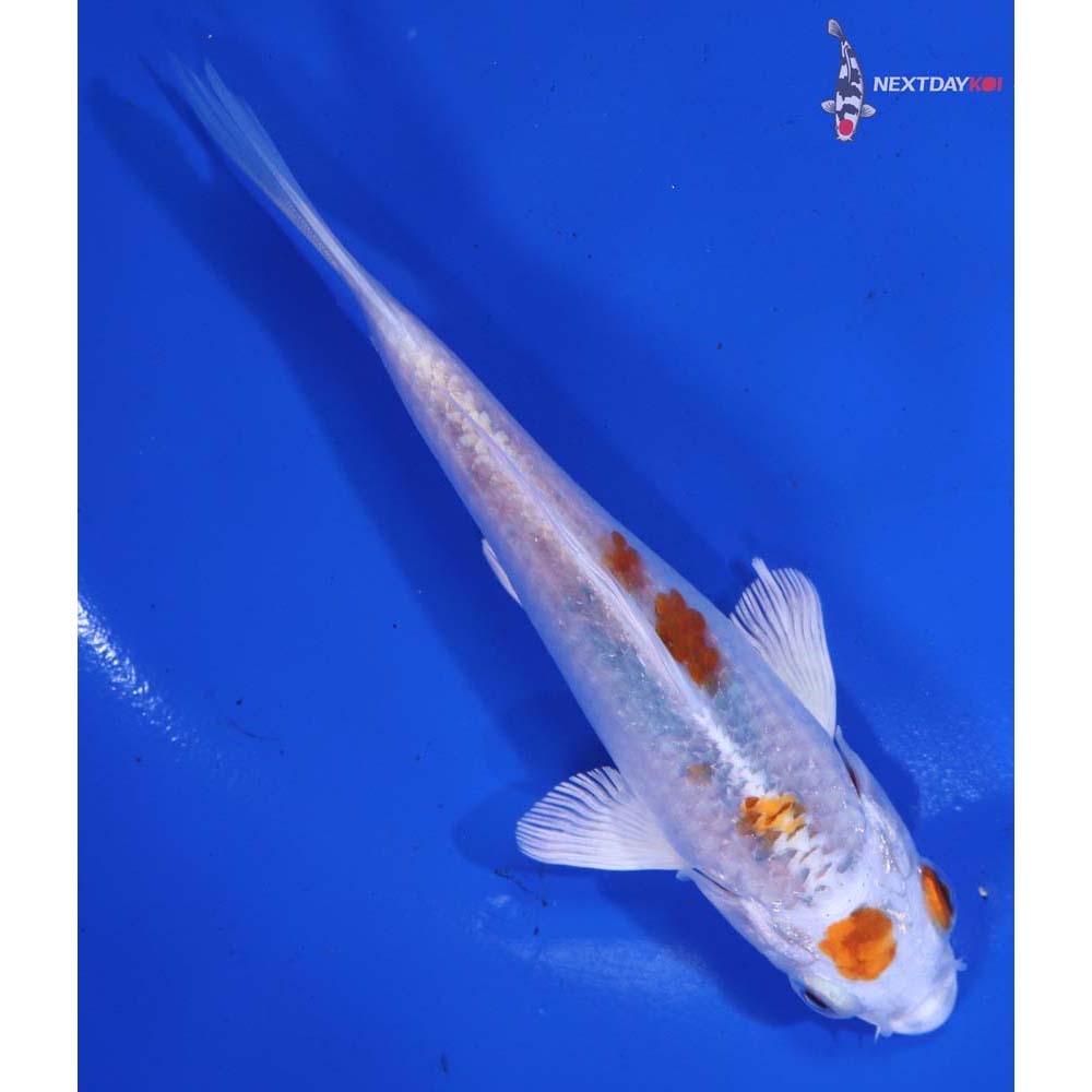 5” Imported Hariwake