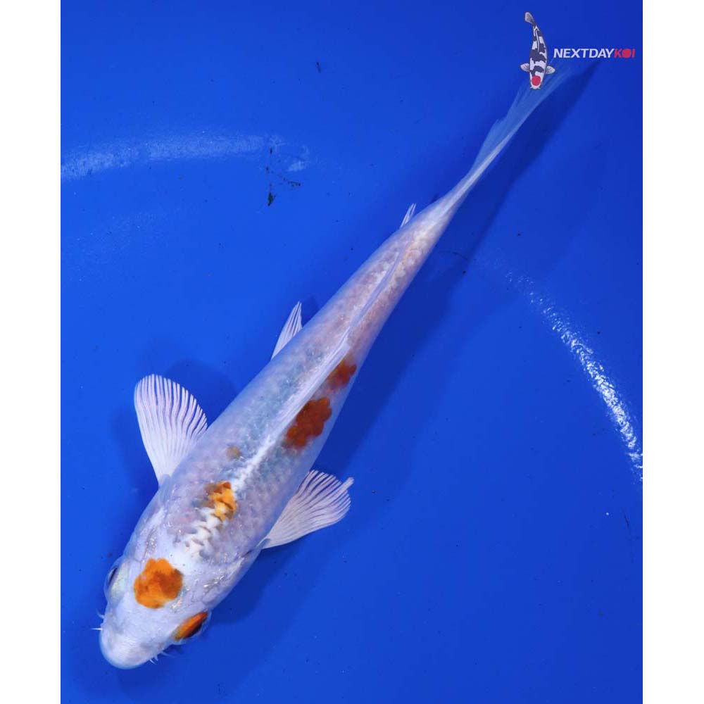 5” Imported Hariwake