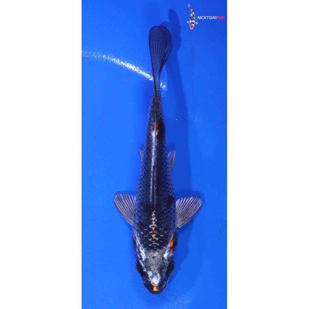 5” Imported Kujaku