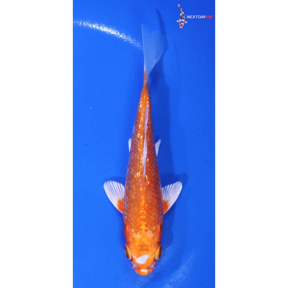 5” Imported Gin Rin Hariwake