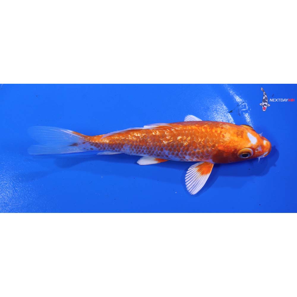 5” Imported Gin Rin Hariwake