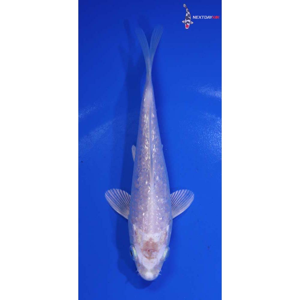 5” Imported Gin Rin Platinum Ogon