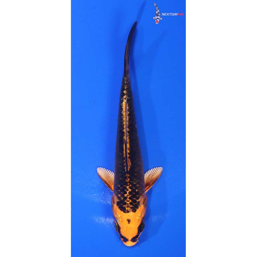 5.5” Imported Orenji Matsuba