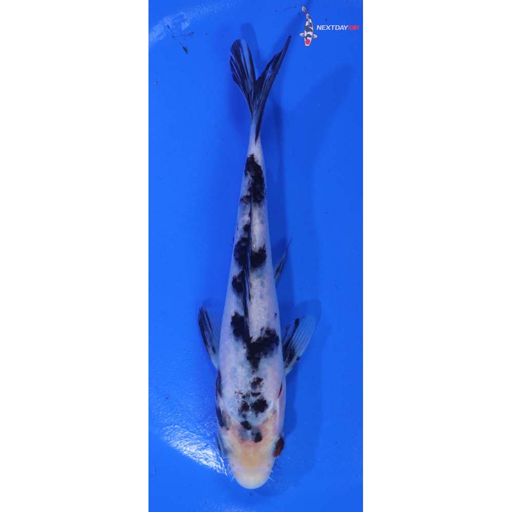 5.5” Imported Shiro Bekko