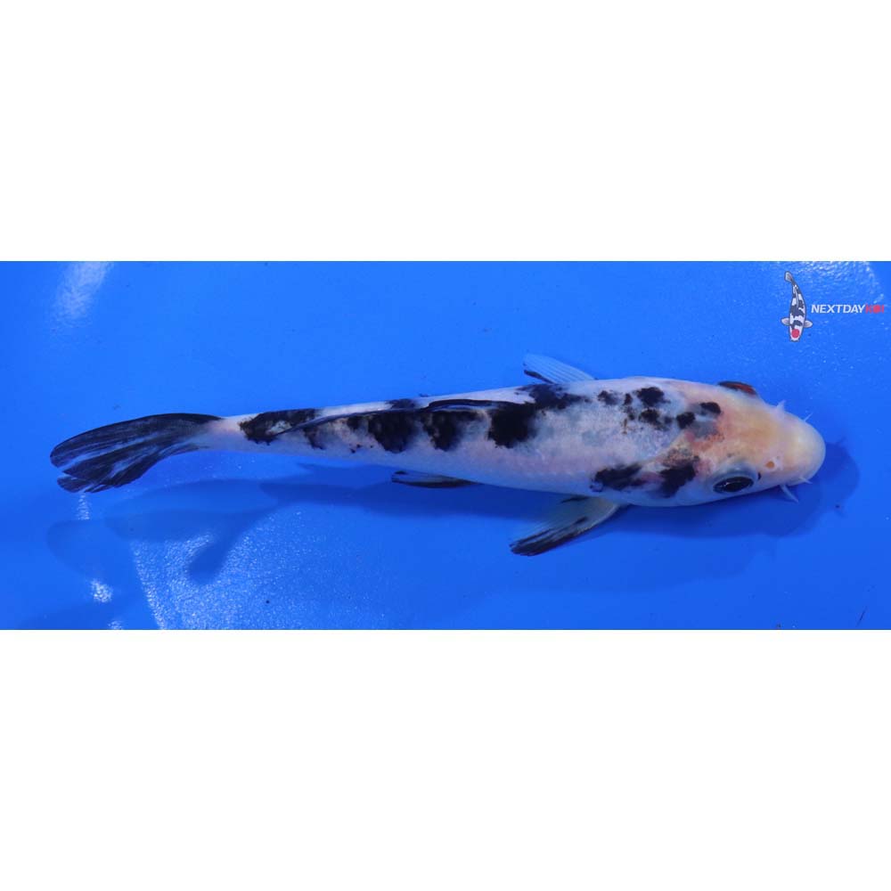 5.5” Imported Shiro Bekko