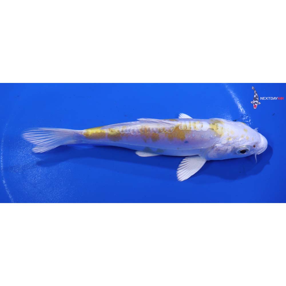 5.5” Imported Doitsu Lemon Hariwake