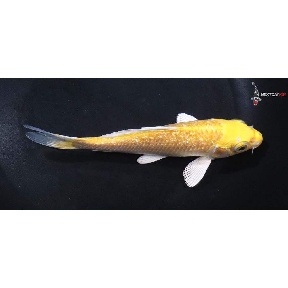 5.5” Imported Gin Rin Yamabuki Ogon