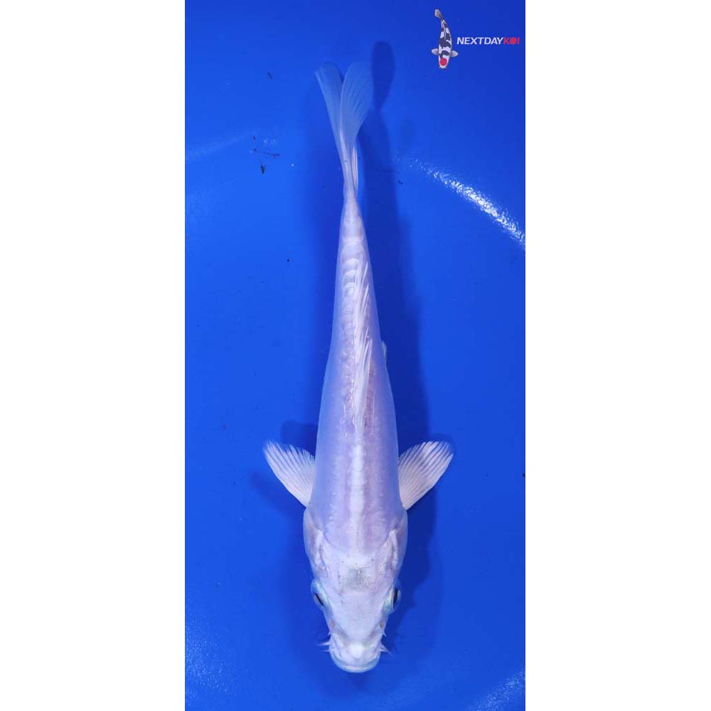 6” Imported Doitsu Platinum Ogon