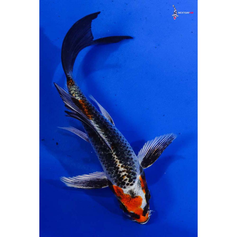 5.5” Imported Kujaku Butterfly Koi
