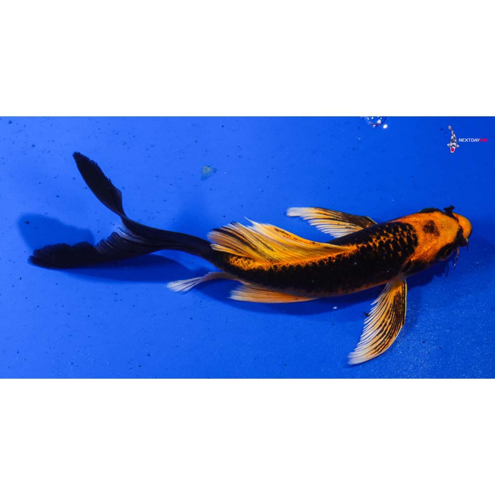 6” Imported Orenji Matsuba Butterfly Koi
