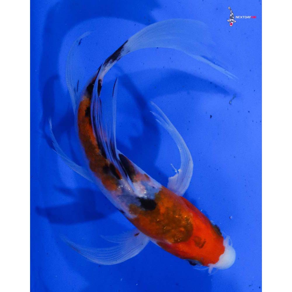 6” Imported Sanke Butterfly Koi