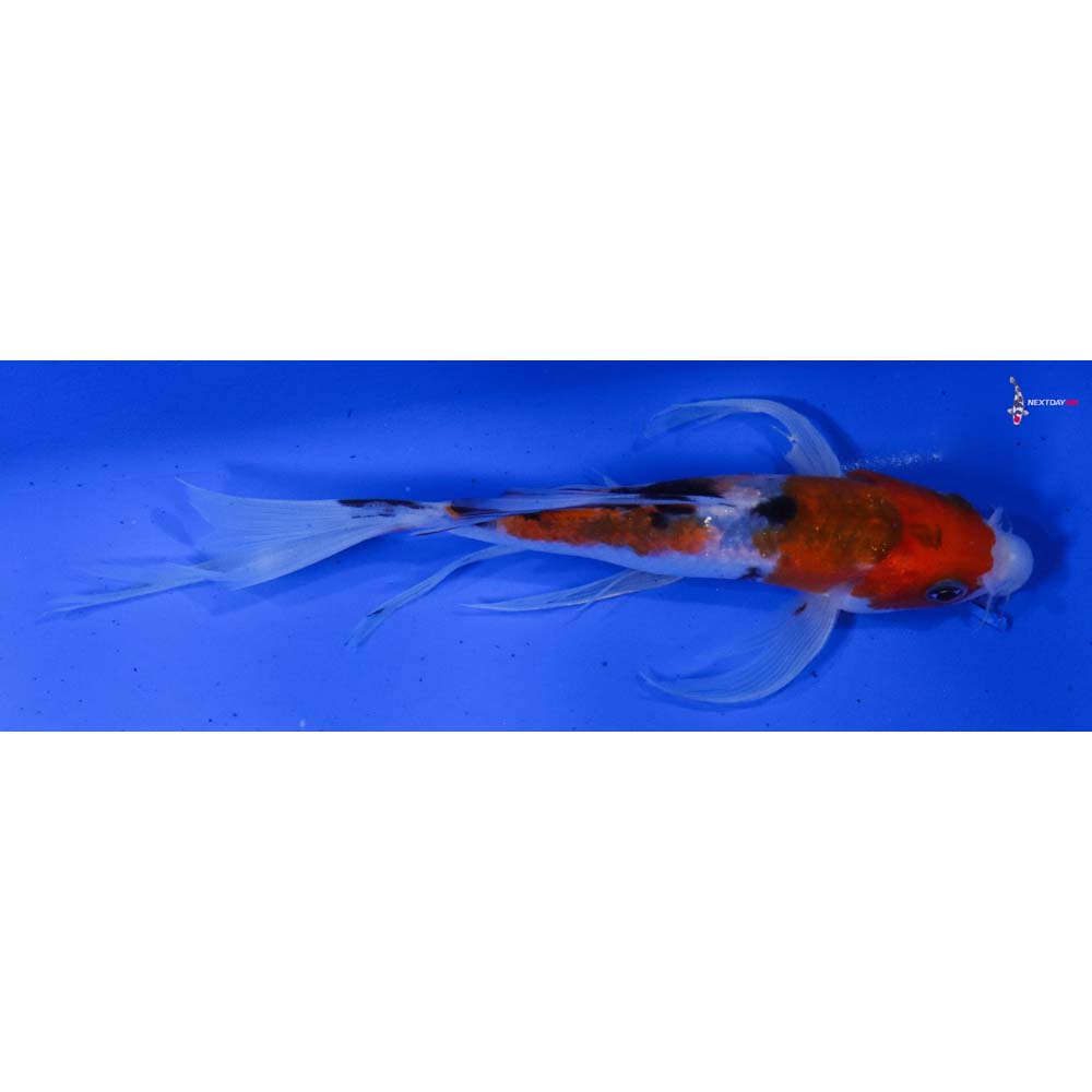 6” Imported Sanke Butterfly Koi