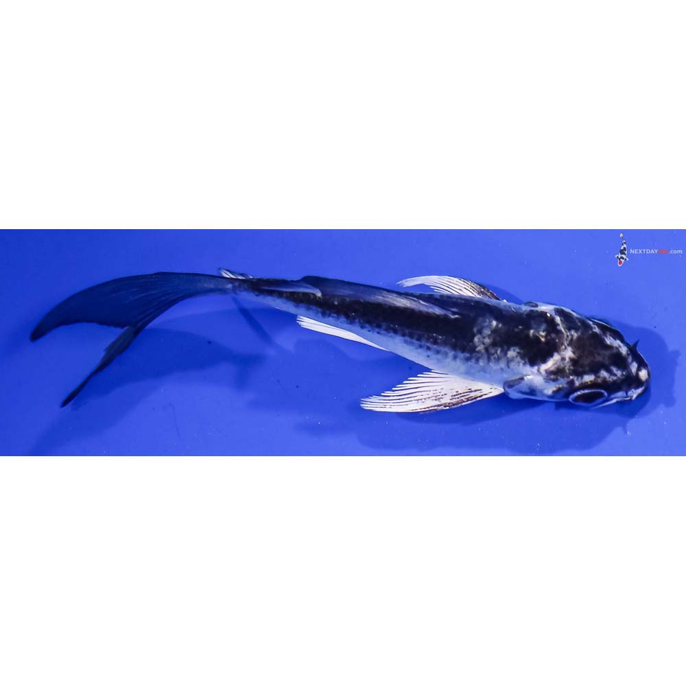 3.5” Imported Gin Matsuba Butterfly Koi