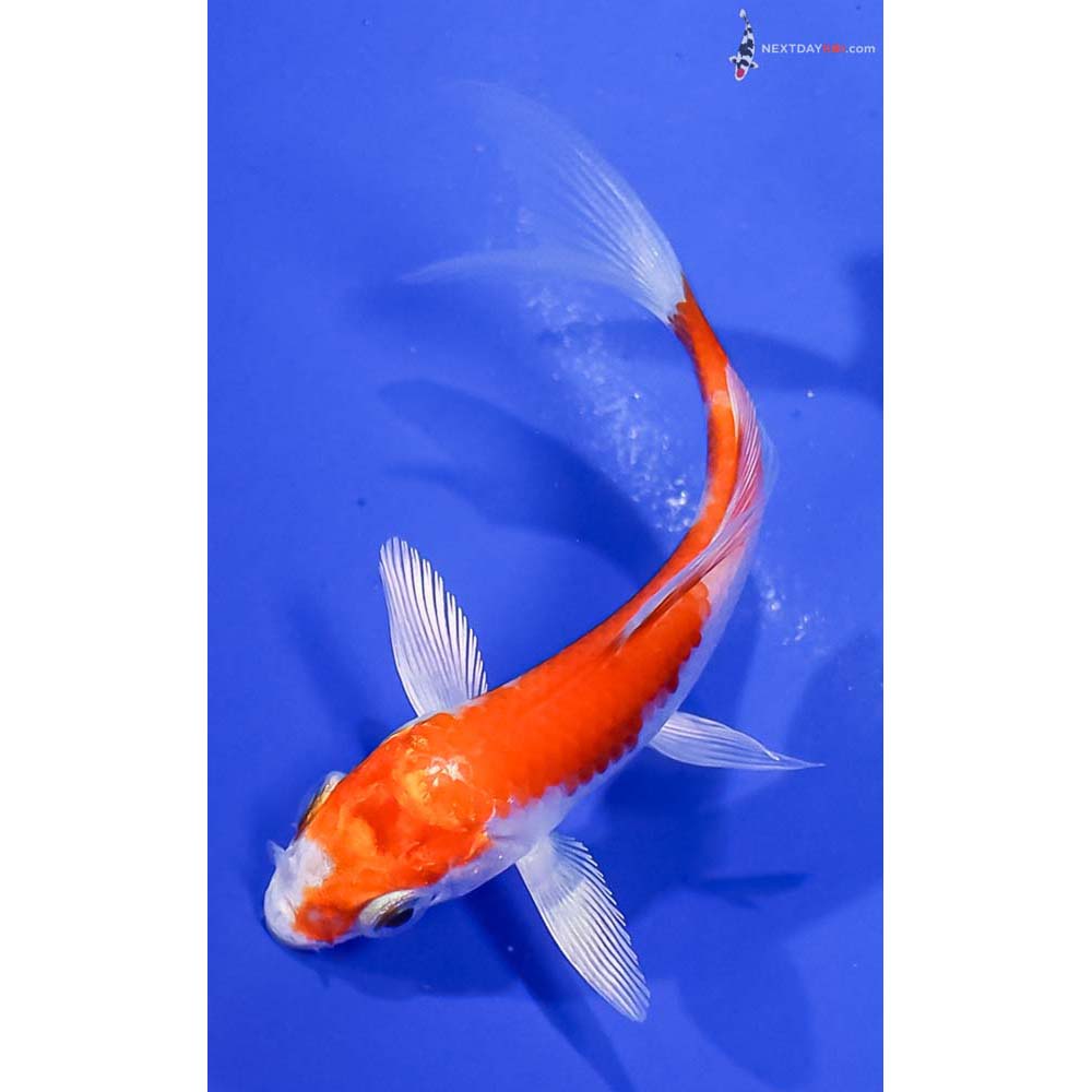 3.5” Imported Hariwake Butterfly Koi