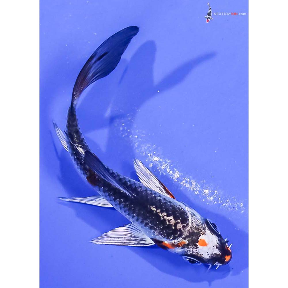 3.5” Imported Kujaku Butterfly Koi