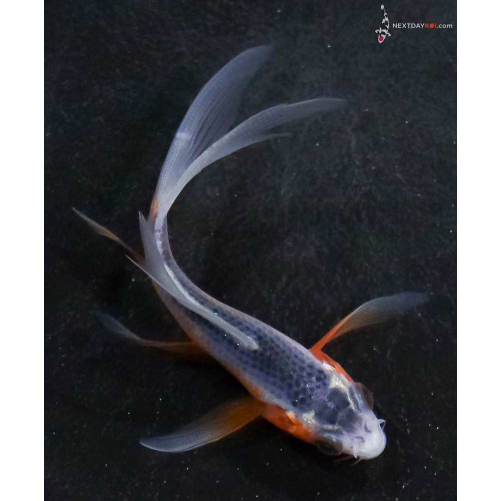 3.5” Imported Asagi Butterfly Koi