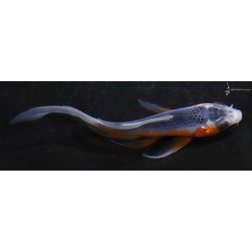 3.5” Imported Asagi Butterfly Koi