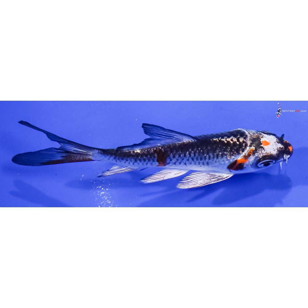 3.5” Imported Kujaku Butterfly Koi