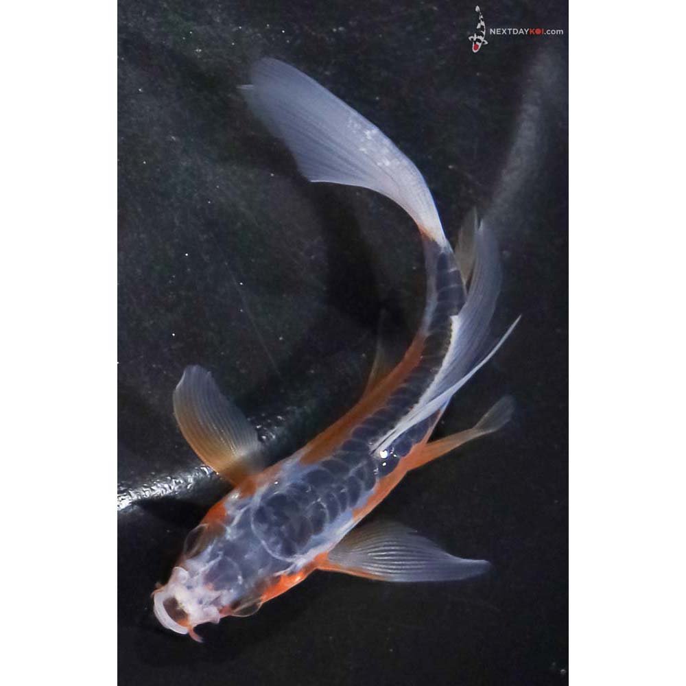 4” Imported Shusui Butterfly Koi