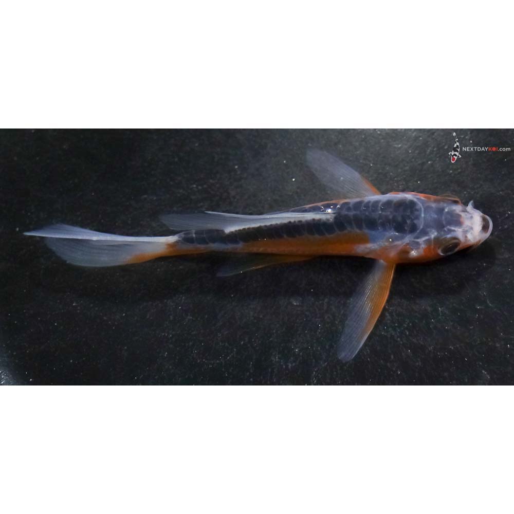 4” Imported Shusui Butterfly Koi