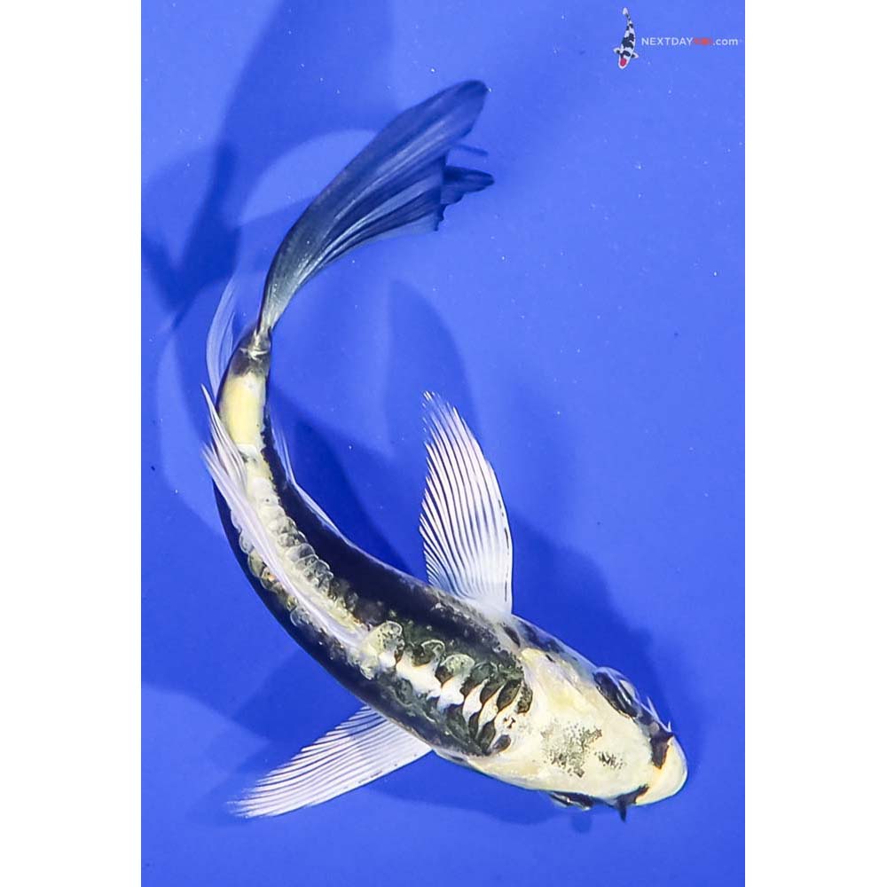 4” Imported Kin Kikokuryu Butterfly Koi
