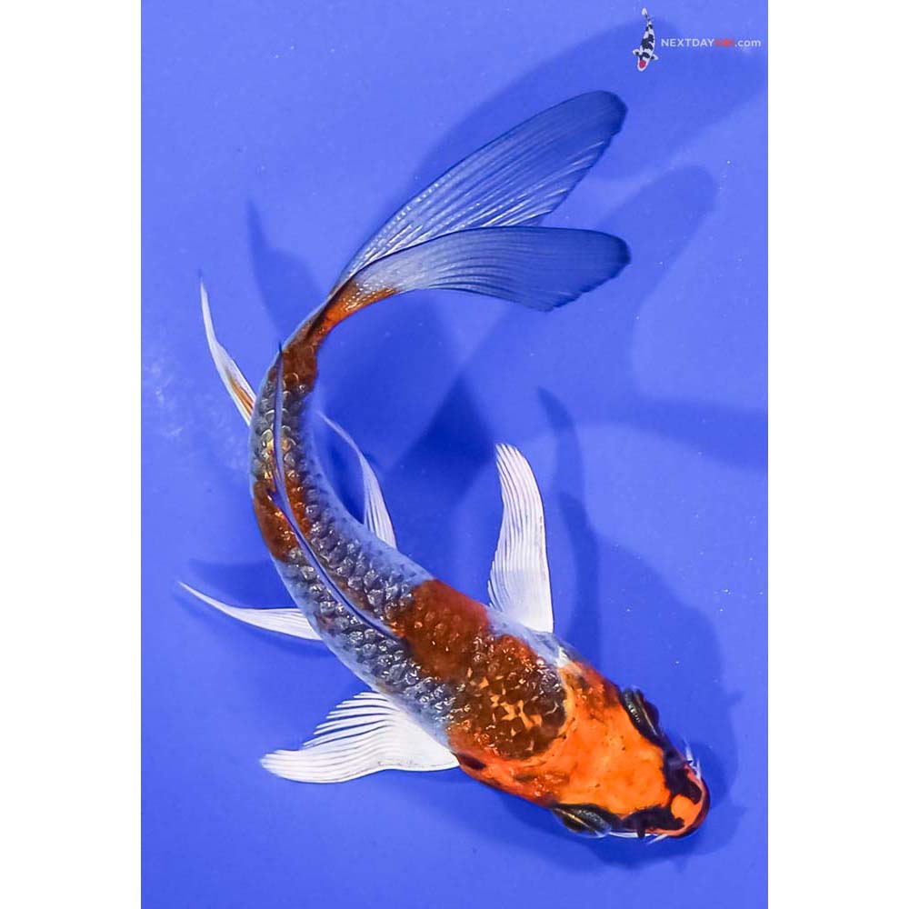 4” Imported Gin Rin Kujaku Butterfly Koi