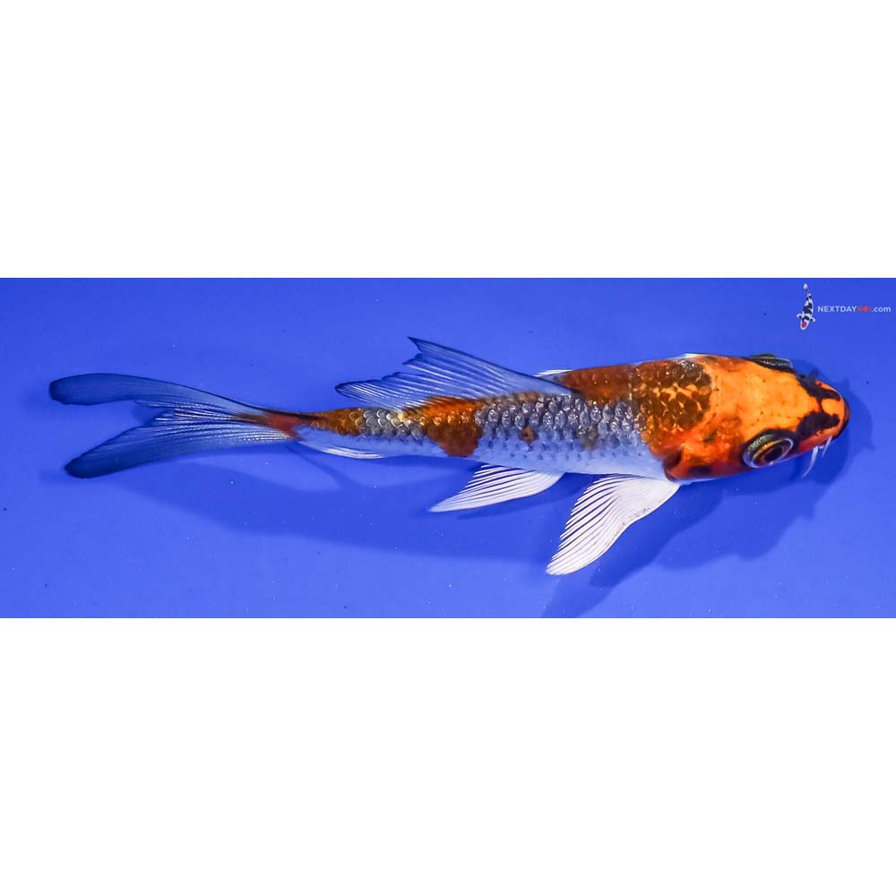 4” Imported Gin Rin Kujaku Butterfly Koi