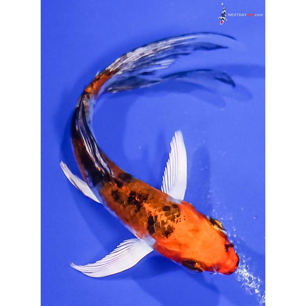 4” Imported Yamato Nishiki Butterfly Koi