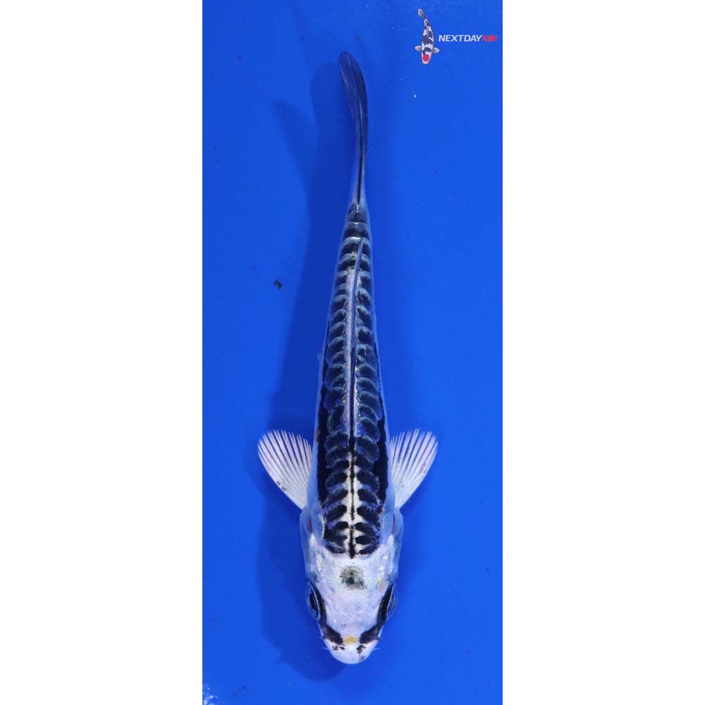 3” Imported Kin Kikokuryu