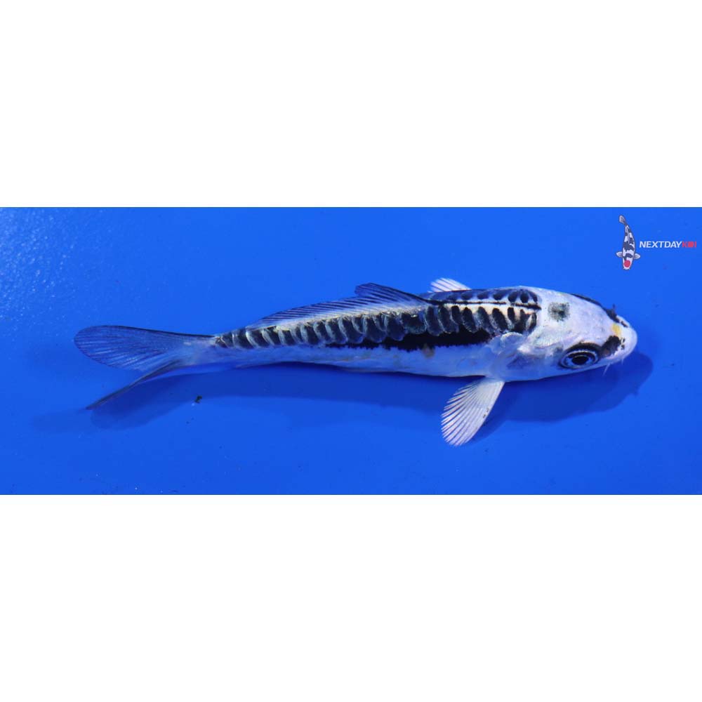 3” Imported Kin Kikokuryu