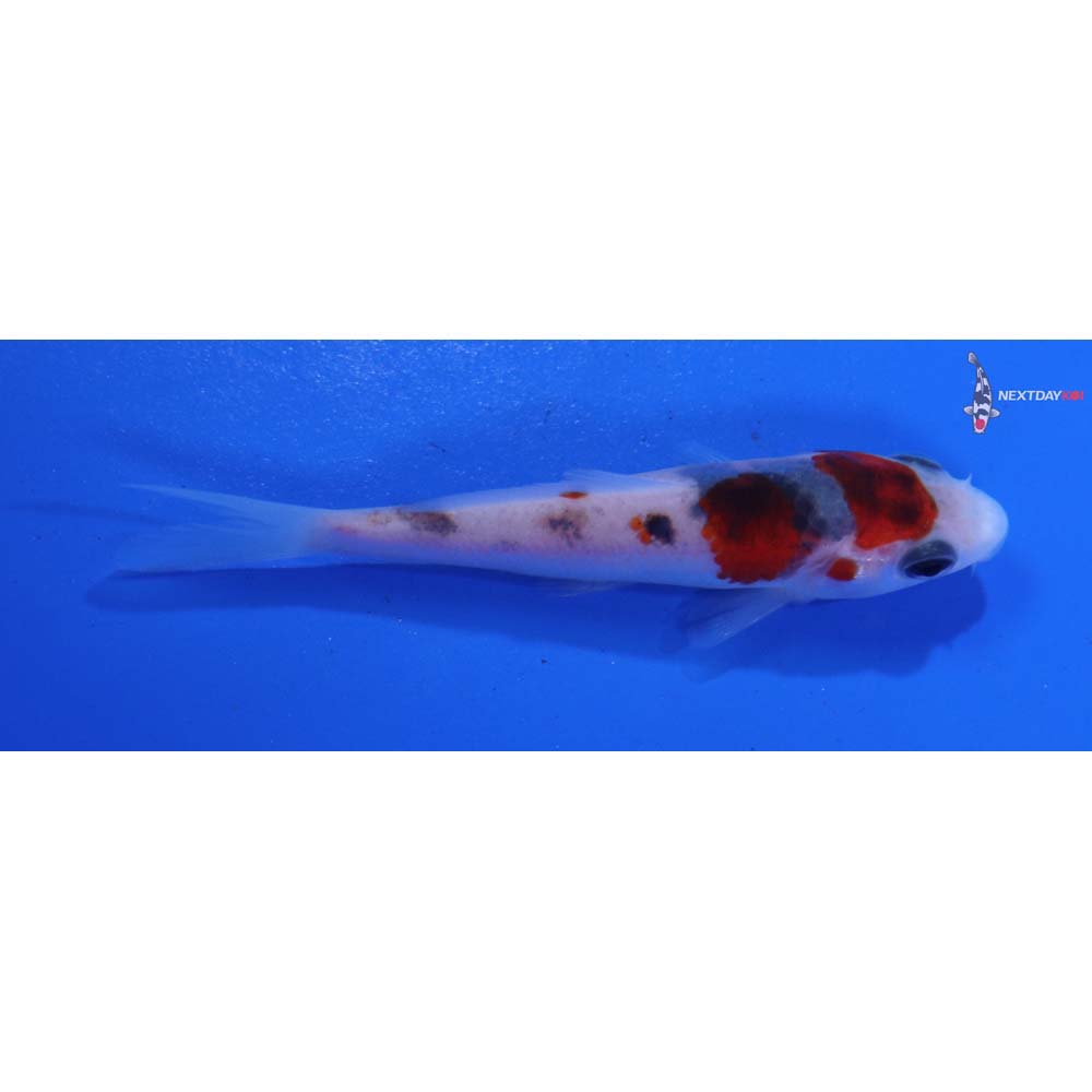 3” Imported Goshiki