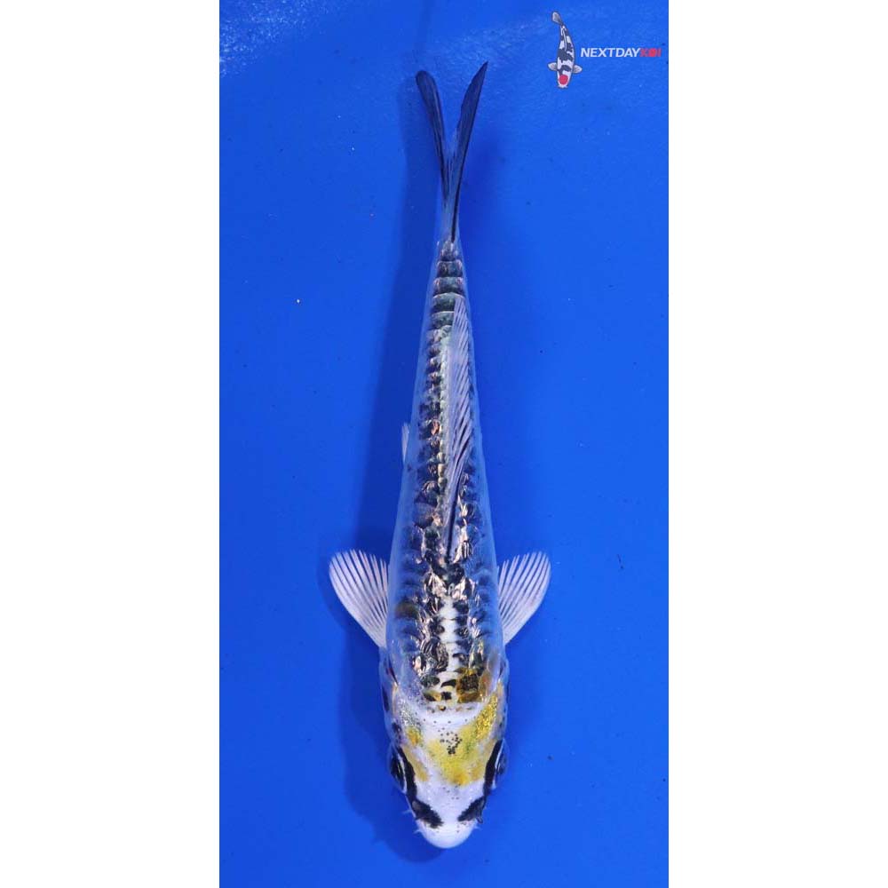 3” Imported Gin Rin Armor Scaled Kujaku