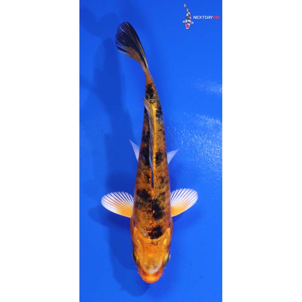 3.5” Imported Armor Scaled Aka Bekko