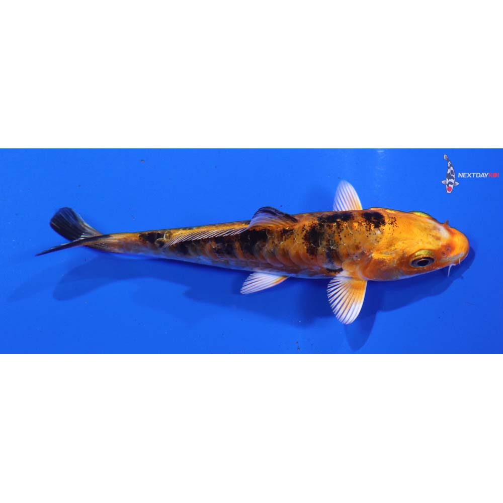 3.5” Imported Armor Scaled Aka Bekko