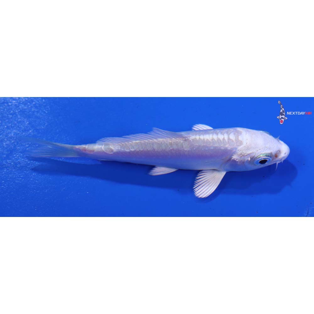 3.5” Imported Doitsu Platinum Ogon